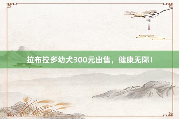 拉布拉多幼犬300元出售，健康无际！